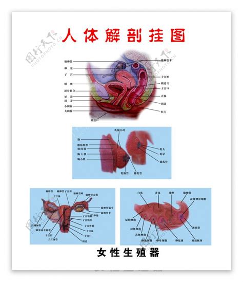 女性人体|女性生殖结构：